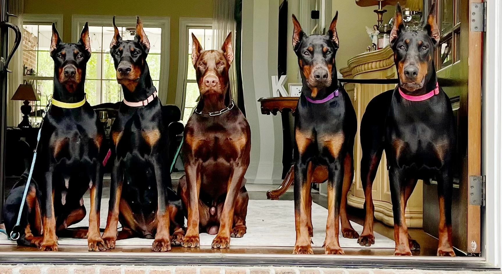 Isabella doberman deals puppy for sale